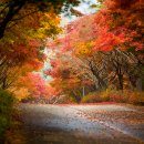 단풍나무 이미지