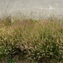 왕숙1잠수교 이미지