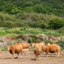 복지(한우) 이미지