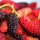 블랙푸드 뽕나무열매 &#39;오디&#39;의 효능과 영양 성분, 부작용 이미지