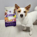 새싹땅콩을 함유한 강아지 프리미엄 눈물 사료 「헬시20 눈물사료」