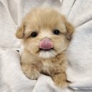 퍼피 라이프 이미지