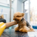 개털도사 이미지