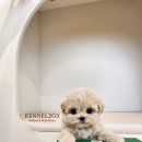 신도시켄넬 이미지