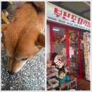 토토로하우스 | [여행]부산역 소품샵·강아지 카페 후기, 찐 소품샵 부산포 다락방·단테하우스_내돈내산