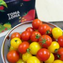 토마토마(tomatoma)