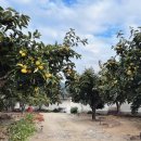 솔나무안집 이미지