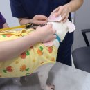 닥터k동물병원 이미지