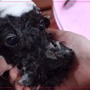 펫미장원 공감 이미지