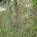 파낙스약국 이미지