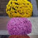 인덕카센타 이미지