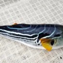 까치복집 이미지