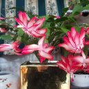 서면 안보2리 이미지