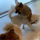 청려원 이미지