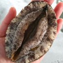 완도전복사료 이미지