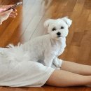 남사약국 네이버블로그
