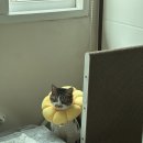 디문트헤어