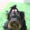 퍼피모리 이미지