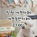 일보시개 24시 애견호텔&애견유치원 | 창원 애견카페 코지002 애견동반카페 후기