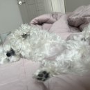 쿨펫동물병원(탄방점) 이미지