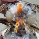 15일- 100미 파조기, 120미, 140미 파조기, 3미 특대먹갈치, 5미 대먹갈치, 나막스, 암치홍어, 반 이미지