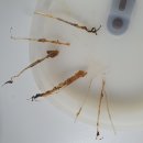 반찬가게 낙지볶음먹다 이물질 나왔는데..어찌해야해?(혐오사진있음-주의) 이미지