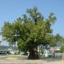 은행나무3길 이미지