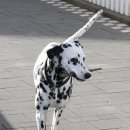 달마시안 이미지