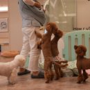 강아지의 품격 이미지