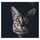 컴투펫 위탁보호센터 서울점 이미지