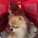 차차언니 | 시지 강아지 셀프목욕 애견목욕 차차언니 찐후기