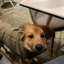 보니더펫 이미지