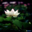 바이오굴바라