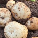 산직농장 이미지