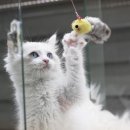 랙돌하우스 이미지