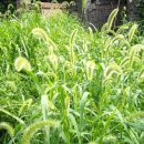 강아지풀 이미지