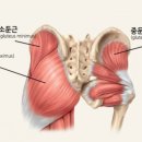 골반교정운동센터