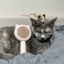 그루밍140 | 율루아 브러쉬 원터치 브러쉬 고양이 마사지 빗 추천 솔직후기