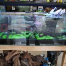 킹콩아쿠아 이미지