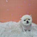 얼렁오시개 이미지