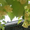 기린06 이미지