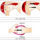 어깨 해부학 이미지