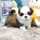 펫스티발 이미지