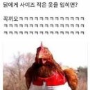 닭에게 사이즈 맞는 옷을 입히면? 이미지