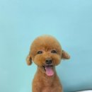 올웨이즈 반려견 미용실 이미지