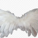 날개 이미지