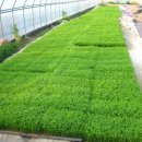 광일농장 이미지