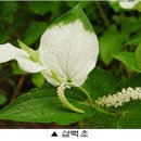 멸종 위기 삼백초, 비알코올성 지방간에 ‘특효’ 이미지