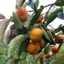 반시홍시 이미지