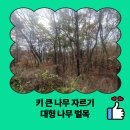 흥도로454번길 | 키 큰 나무 자르기 대형 나무 벌목